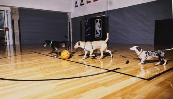 Petlove NBA